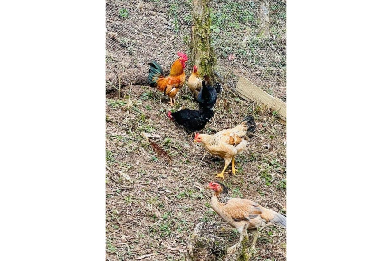 Floresta Secreta- Pousada Cachoeira Da Neve Urubici Eksteriør billede